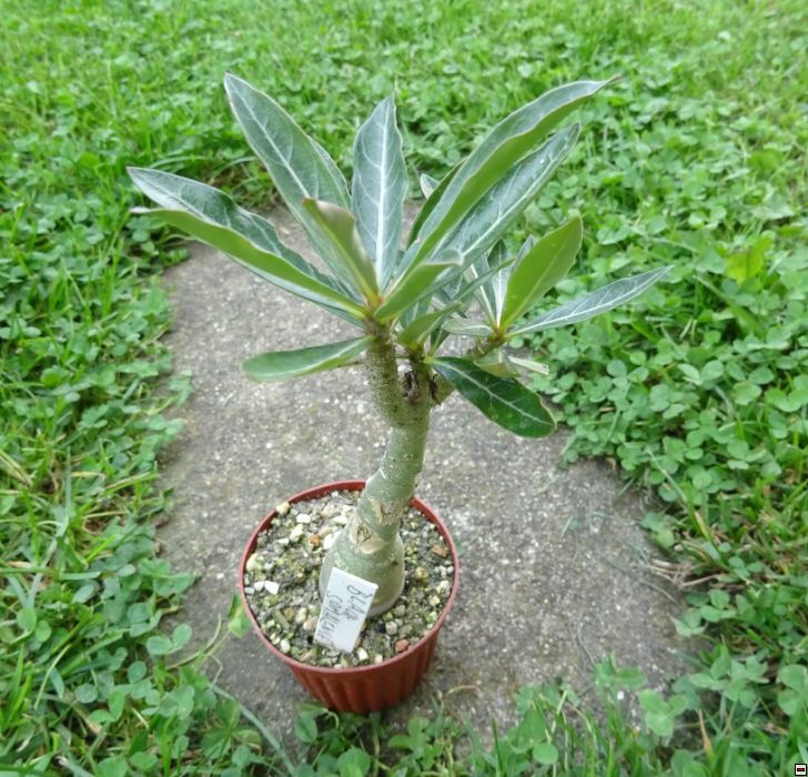 Adenium hybrid Black_somalense.jpg